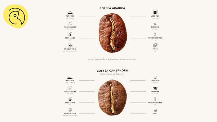 arabica vs robusta1