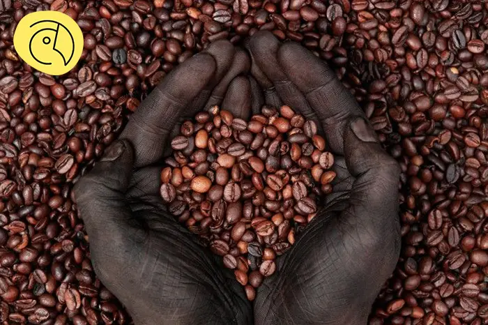 قهوه در آفریقا